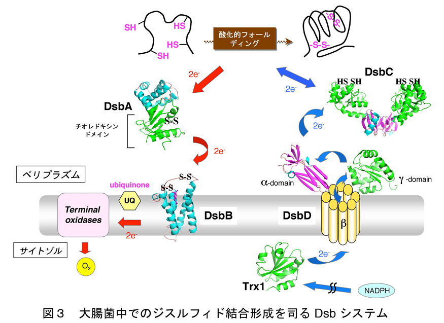 図3 大腸菌中でのジスルフィド結合形成を司るDsbシステム