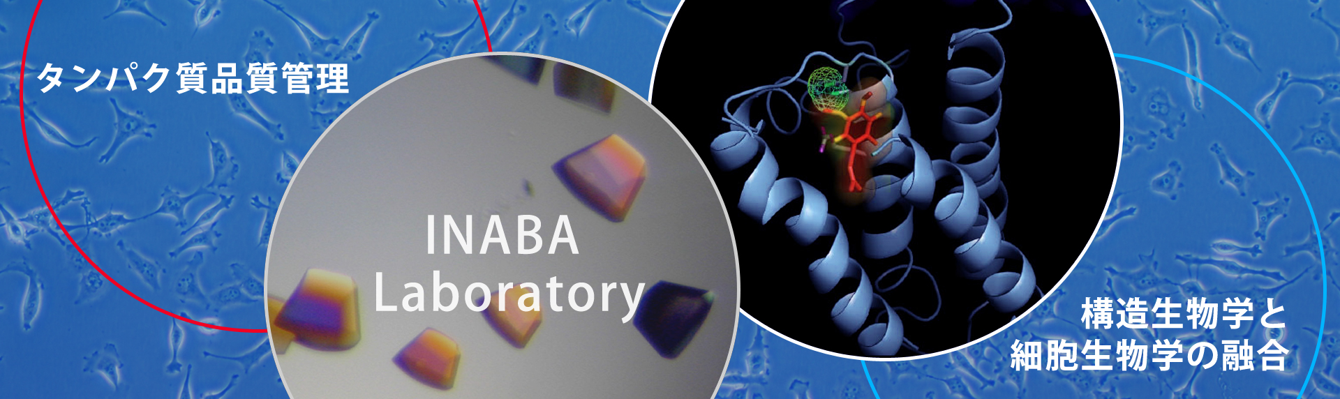 タンパク質品質管理、構造生物学と細胞生物学の融合 INABA Laboratory