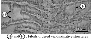Cascade Self-Organization of Shish Kebabs in Fibers Spun from Polymer Solutions Crystalline Fibrils Bridging Neighboring Kebabs Discovered by Transmission Electron Microtomography