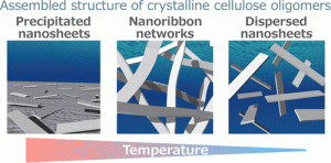 Temperature-Directed Assembly of Crystalline Cellulose Oligomers into Kinetically Trapped Structures during Biocatalytic Synthesis