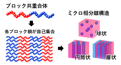 図1. ブロック共重合体が形成するミクロ相分離構造の模式図.