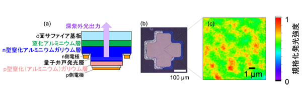 参考画像１. (a) 深紫外LEDの断面構造概略図、(b) p側電極平面像、 (c) LEDを点灯させて観察した顕微発光像。