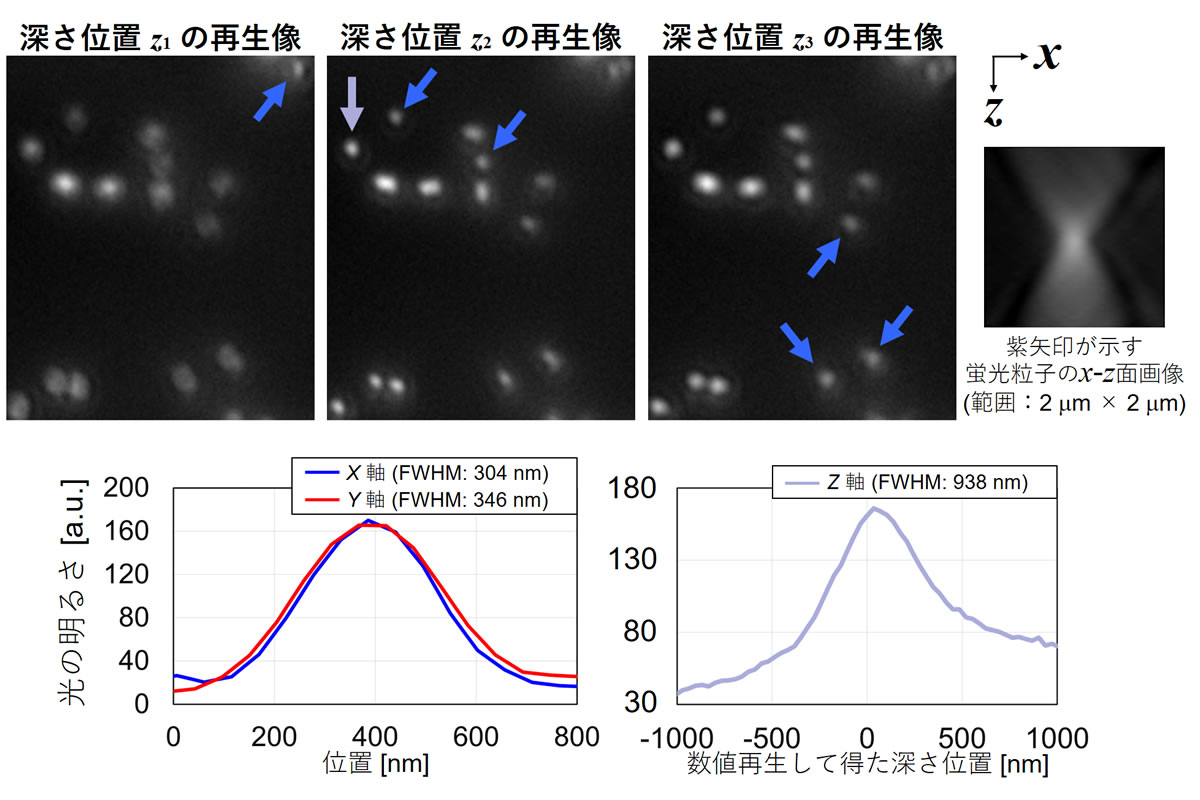 図2. 左上: 開発したシステムにより得られた、異なる深さにある蛍光粒子の再生像（粒径約0.2 m、矢印が合焦した粒子）、右上: 紫矢印が示す蛍光粒子のx-z面画像、深さzごとに集光・発散する様子を画像化したもの、左下: 面内方向における蛍光粒子の再生像の半値全幅（FWHM）のグラフ、右下: 深さ方向における蛍光粒子の再生像のFWHMのグラフ