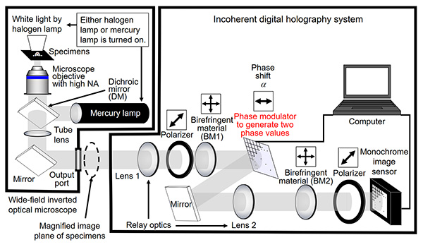 An overview of the developed high-speed holographic fluorescence microscopy system for scanless 3D measurements with submicron resolution. ⒸNational Institute of Information and Communications Technology (NICT), Tohoku University, Toin University of Yokohama, Japan Science and Technology Agency (JST)