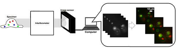A schematic of digital holography. First, a system records digital holograms (left) and a system that reconstructs 3D images from the recorded digital holograms (right). ⒸNational Institute of Information and Communications Technology (NICT), Tohoku University, Toin University of Yokohama, Japan Science and Technology Agency (JST)